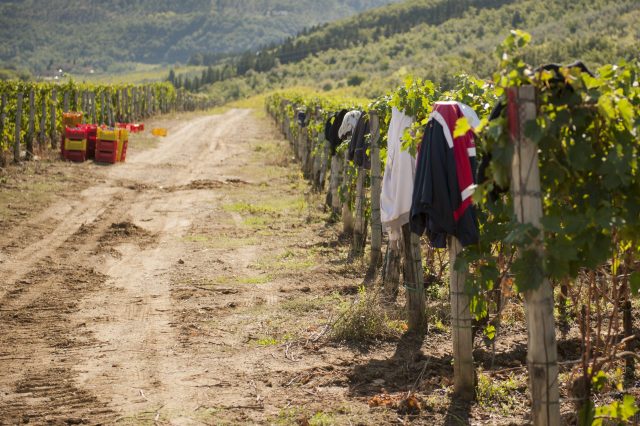TOSCANA GRAPE HARVEST CHIANTI VINO RED FIRENZE PASQUALE PARADISO PHOTOGRAPHY