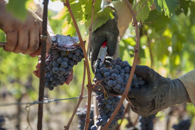 TOSCANA GRAPE HARVEST CHIANTI VINO RED FIRENZE PASQUALE PARADISO PHOTOGRAPHY