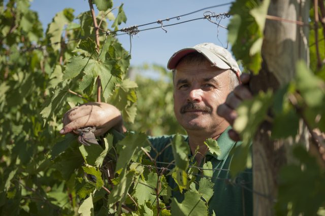 TOSCANA GRAPE HARVEST CHIANTI VINO RED FIRENZE PASQUALE PARADISO PHOTOGRAPHY