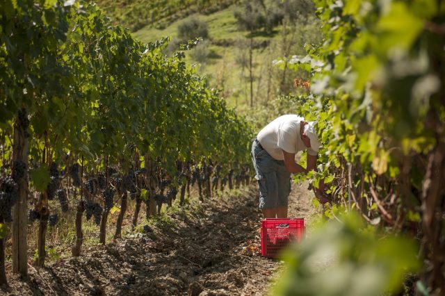 TOSCANA GRAPE HARVEST CHIANTI VINO RED FIRENZE PASQUALE PARADISO PHOTOGRAPHY