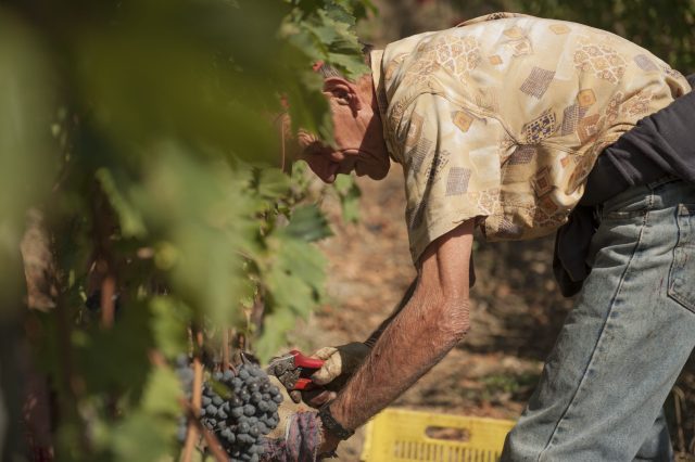 TOSCANA GRAPE HARVEST CHIANTI VINO RED FIRENZE PASQUALE PARADISO PHOTOGRAPHY