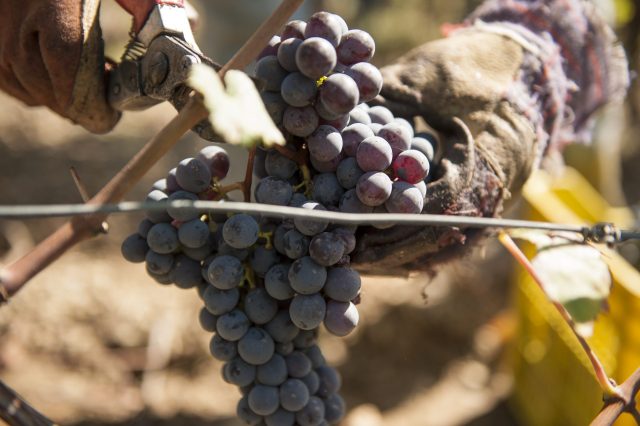 TOSCANA GRAPE HARVEST CHIANTI VINO RED FIRENZE PASQUALE PARADISO PHOTOGRAPHY