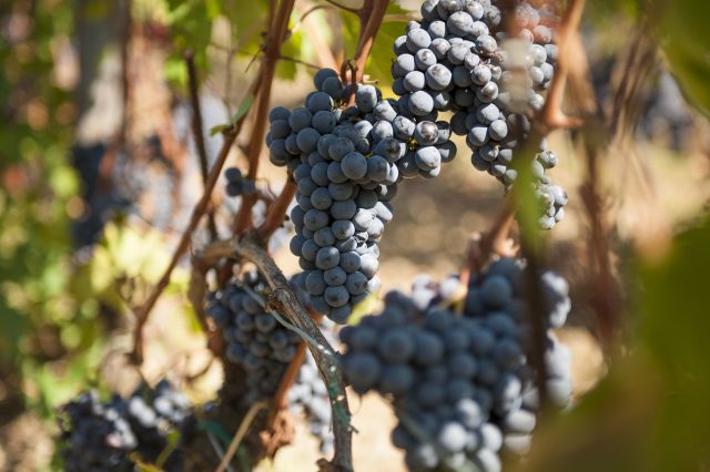 TOSCANA GRAPE HARVEST CHIANTI VINO RED FIRENZE PASQUALE PARADISO PHOTOGRAPHY