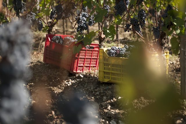 TOSCANA GRAPE HARVEST CHIANTI VINO RED FIRENZE PASQUALE PARADISO PHOTOGRAPHY