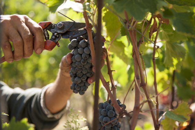 TOSCANA GRAPE HARVEST CHIANTI VINO RED FIRENZE PASQUALE PARADISO PHOTOGRAPHY