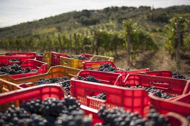 TOSCANA GRAPE HARVEST CHIANTI VINO RED FIRENZE PASQUALE PARADISO PHOTOGRAPHY