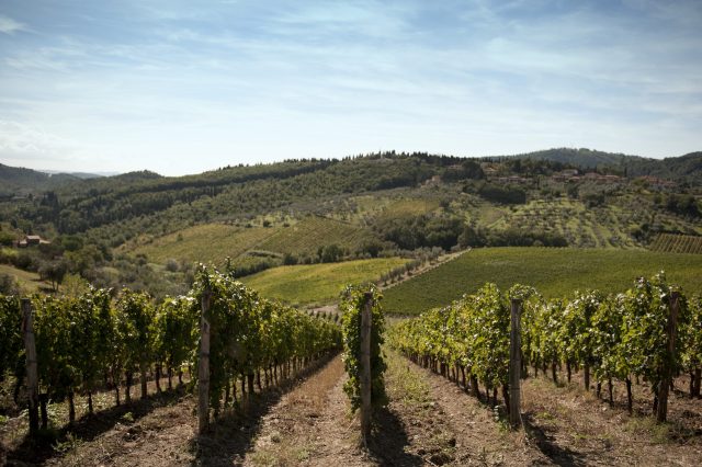 TOSCANA GRAPE HARVEST CHIANTI VINO RED FIRENZE PASQUALE PARADISO PHOTOGRAPHY