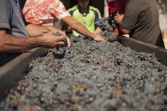TOSCANA GRAPE HARVEST CHIANTI VINO RED FIRENZE PASQUALE PARADISO PHOTOGRAPHY