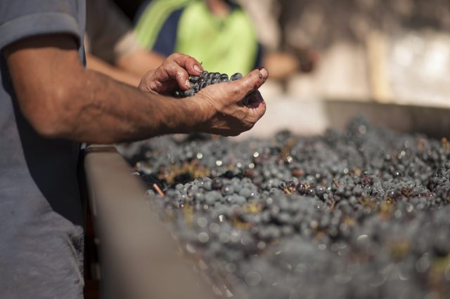 TOSCANA GRAPE HARVEST CHIANTI VINO RED FIRENZE PASQUALE PARADISO PHOTOGRAPHY