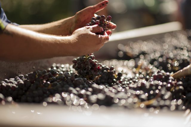 TOSCANA GRAPE HARVEST CHIANTI VINO RED FIRENZE PASQUALE PARADISO PHOTOGRAPHY