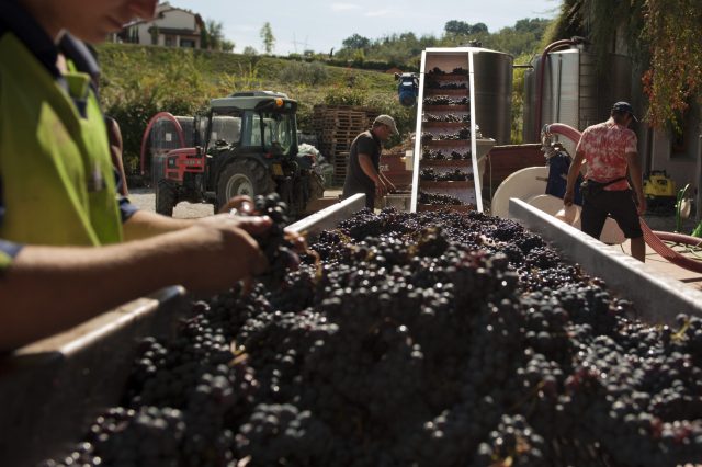 TOSCANA GRAPE HARVEST CHIANTI VINO RED FIRENZE PASQUALE PARADISO PHOTOGRAPHY