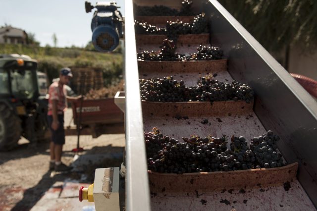 TOSCANA GRAPE HARVEST CHIANTI VINO RED FIRENZE PASQUALE PARADISO PHOTOGRAPHY
