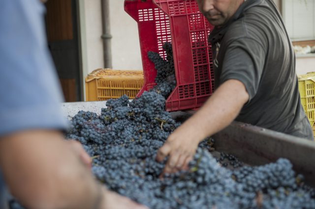 TOSCANA GRAPE HARVEST CHIANTI VINO RED FIRENZE PASQUALE PARADISO PHOTOGRAPHY