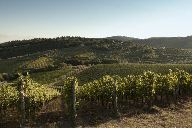 TOSCANA GRAPE HARVEST CHIANTI VINO RED FIRENZE PASQUALE PARADISO PHOTOGRAPHY