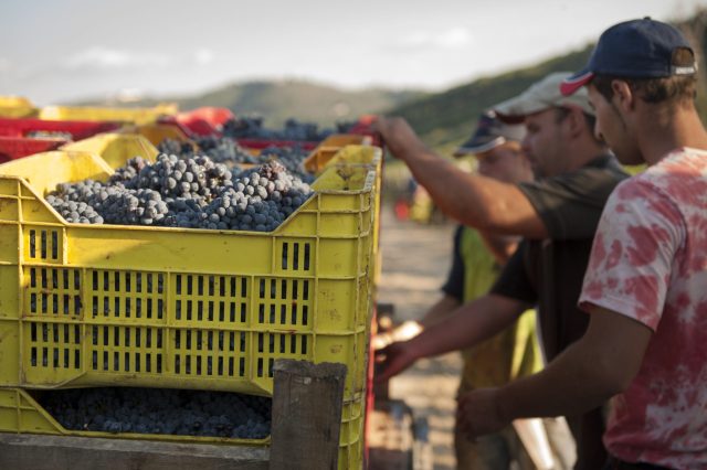 TOSCANA GRAPE HARVEST CHIANTI VINO RED FIRENZE PASQUALE PARADISO PHOTOGRAPHY
