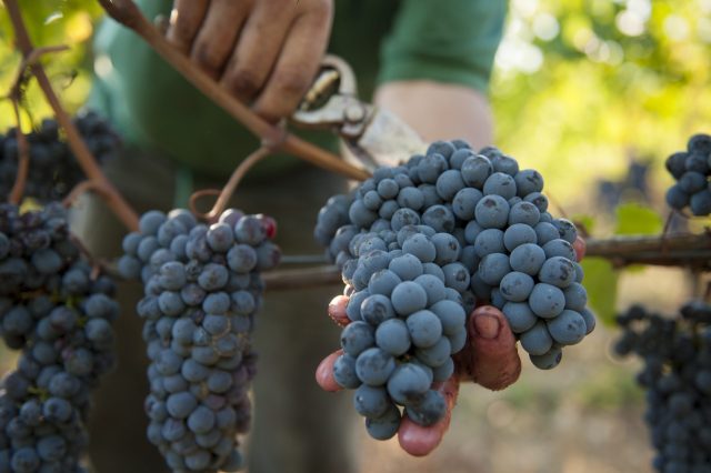 TOSCANA GRAPE HARVEST CHIANTI VINO RED FIRENZE PASQUALE PARADISO PHOTOGRAPHY