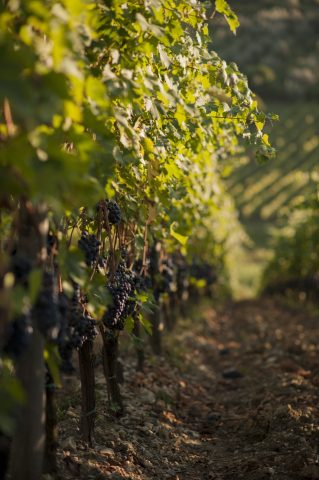 TOSCANA GRAPE HARVEST CHIANTI VINO RED FIRENZE PASQUALE PARADISO PHOTOGRAPHY