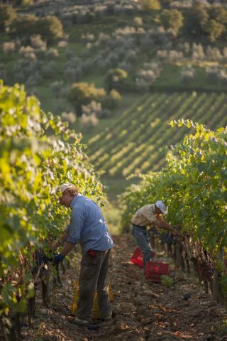 TOSCANA GRAPE HARVEST CHIANTI VINO RED FIRENZE PASQUALE PARADISO PHOTOGRAPHY