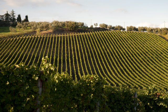 TOSCANA GRAPE HARVEST CHIANTI VINO RED FIRENZE PASQUALE PARADISO PHOTOGRAPHY