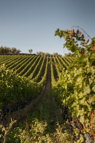 TOSCANA GRAPE HARVEST CHIANTI VINO RED FIRENZE PASQUALE PARADISO PHOTOGRAPHY