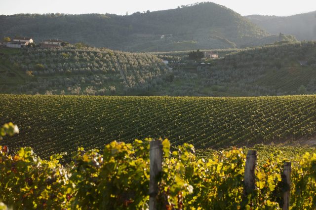 TOSCANA GRAPE HARVEST CHIANTI VINO RED FIRENZE PASQUALE PARADISO PHOTOGRAPHY