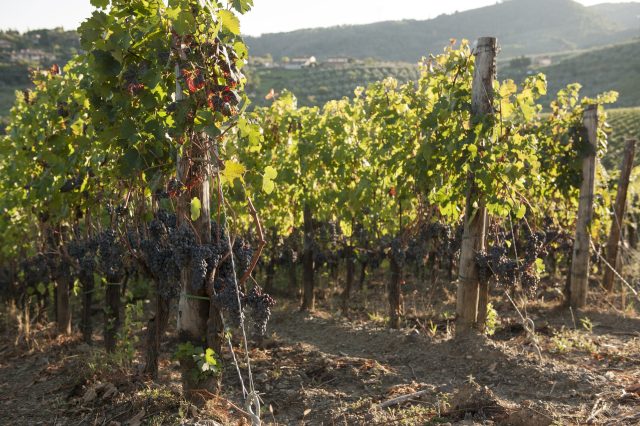 TOSCANA GRAPE HARVEST CHIANTI VINO RED FIRENZE PASQUALE PARADISO PHOTOGRAPHY