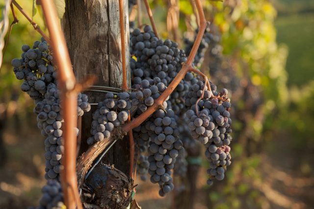 TOSCANA GRAPE HARVEST CHIANTI VINO RED FIRENZE PASQUALE PARADISO PHOTOGRAPHY