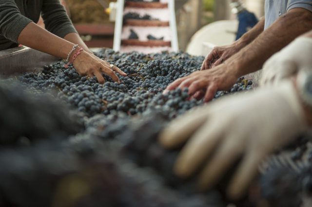 TOSCANA GRAPE HARVEST CHIANTI VINO RED FIRENZE PASQUALE PARADISO PHOTOGRAPHY