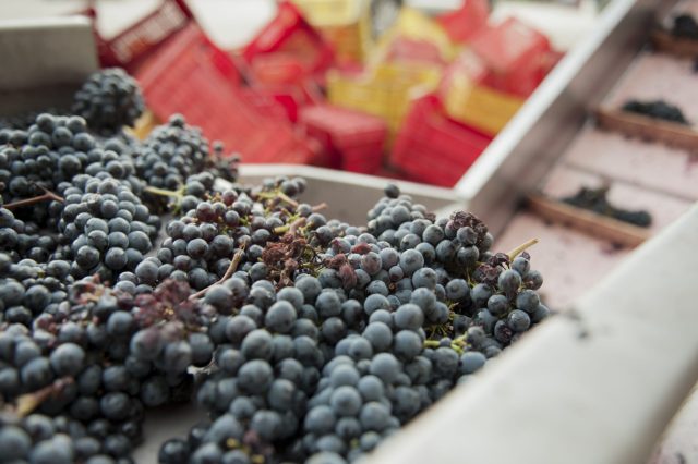 TOSCANA GRAPE HARVEST CHIANTI VINO RED FIRENZE PASQUALE PARADISO PHOTOGRAPHY