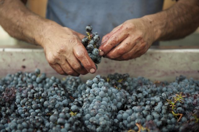 TOSCANA GRAPE HARVEST CHIANTI VINO RED FIRENZE PASQUALE PARADISO PHOTOGRAPHY