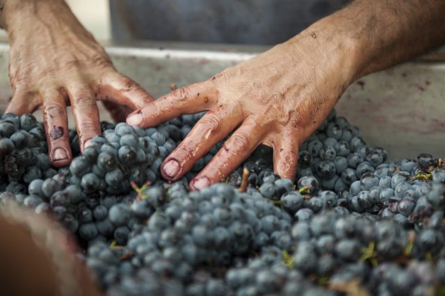 TOSCANA GRAPE HARVEST CHIANTI VINO RED FIRENZE PASQUALE PARADISO PHOTOGRAPHY