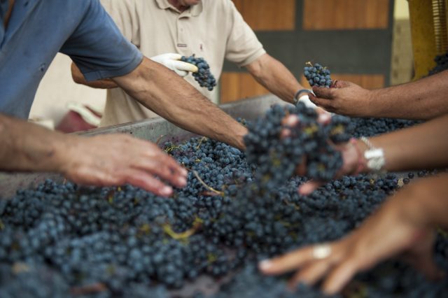TOSCANA GRAPE HARVEST CHIANTI VINO RED FIRENZE PASQUALE PARADISO PHOTOGRAPHY
