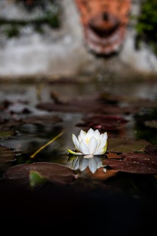 FIRENZE TOSCANA ITALIA FIORI COLORE PHOTOGRAPHY TRAVEL BLOGGER