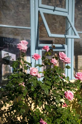 FIRENZE TOSCANA ITALIA FIORI COLORE PHOTOGRAPHY TRAVEL BLOGGER