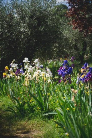 FIRENZE TOSCANA ITALIA FIORI COLORE PHOTOGRAPHY TRAVEL BLOGGER