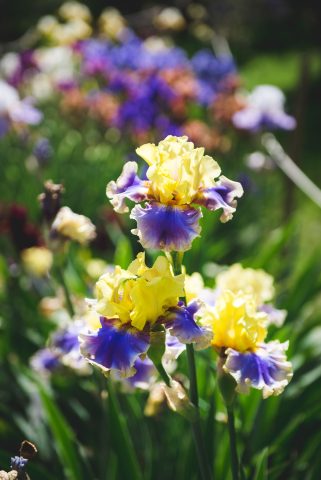FIRENZE TOSCANA ITALIA FIORI COLORE PHOTOGRAPHY TRAVEL BLOGGER