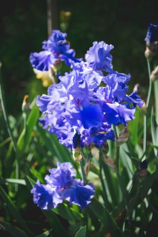 FIRENZE TOSCANA ITALIA FIORI COLORE PHOTOGRAPHY TRAVEL BLOGGER