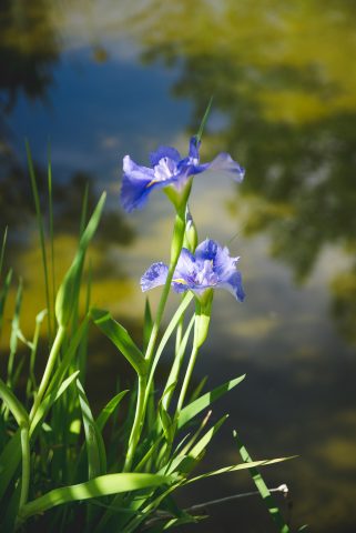 FIRENZE TOSCANA ITALIA FIORI COLORE PHOTOGRAPHY TRAVEL BLOGGER