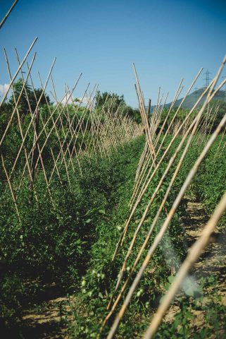TOSCANA CHIANTI HILLS COLLINE VINO TRAVEL BLOGGER ITALY EMOTIONAL-